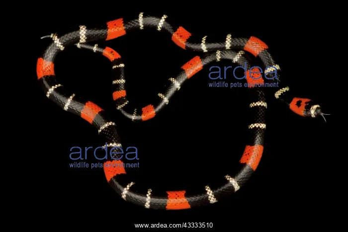 : Guiana's ribbon coral snake (Micrurus lemniscatu : Guiana's ribbon coral snake (Micrurus lemniscatu