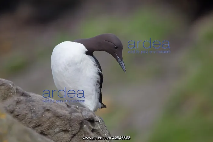: Guillemot (Uria aalge). Scotland - UK : Guillemot (Uria aalge). Scotland - UK