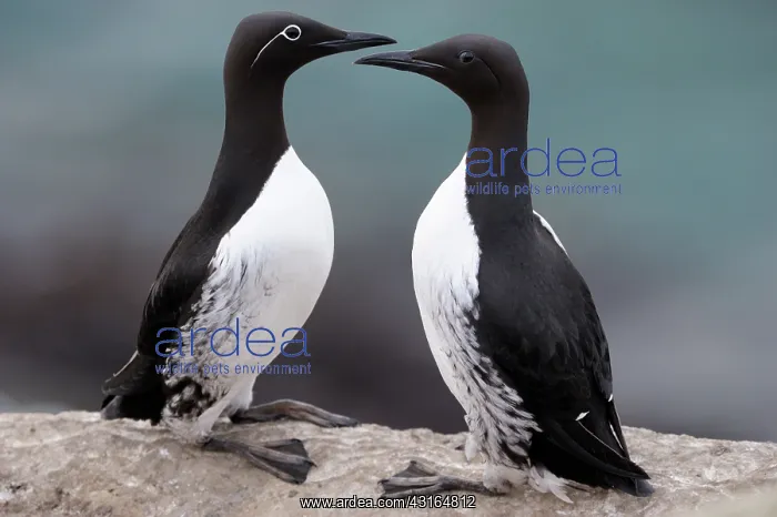 : Guillemot (Uria aalge) pair in courtship sitting on cliff : Guillemot (Uria aalge) pair in courtship sitting on cliff