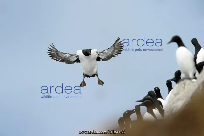 : Guillemot (Uria aalge) in flight with group of Guillemot (Uria aalge) in foreground : Guillemot (Uria aalge) in flight with group of Guillemot (Uria aalge) in foreground