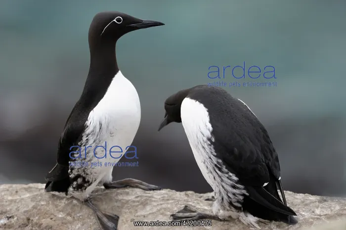 : Guillemot (Uria aalge) pair in courtship sitting on cliff : Guillemot (Uria aalge) pair in courtship sitting on cliff