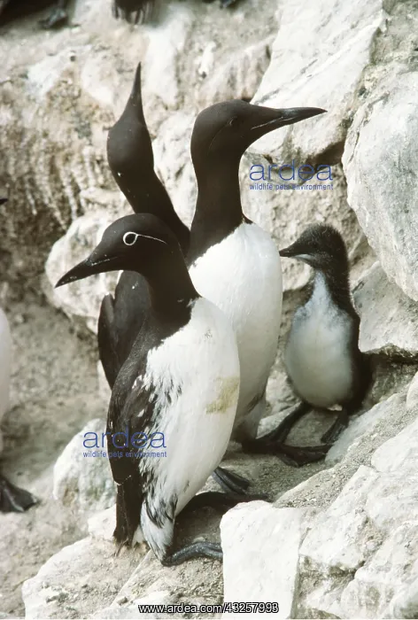 : GUILLEMOT - adults and young : GUILLEMOT - adults and young