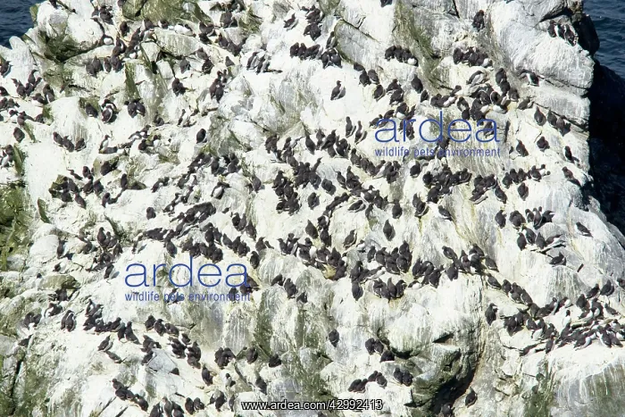 : Guillemot - breeding colony : Guillemot - breeding colony