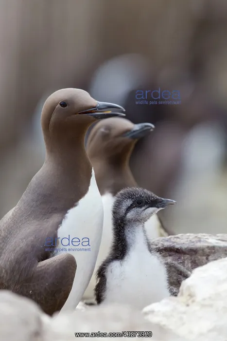 : Guillemot - with chick : Guillemot - with chick