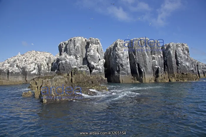 : Guillemot colonies on pillars of rock, Staple Island : Guillemot colonies on pillars of rock, Staple Island