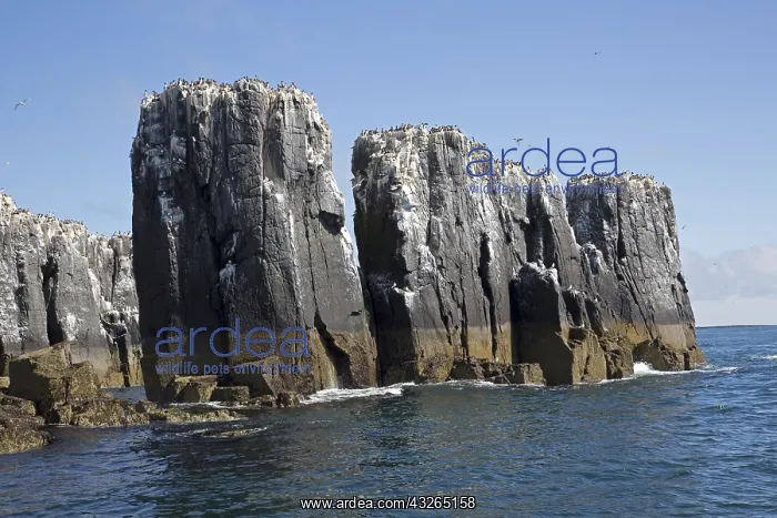 : Guillemot colonies on pillars of rock, Staple Island : Guillemot colonies on pillars of rock, Staple Island