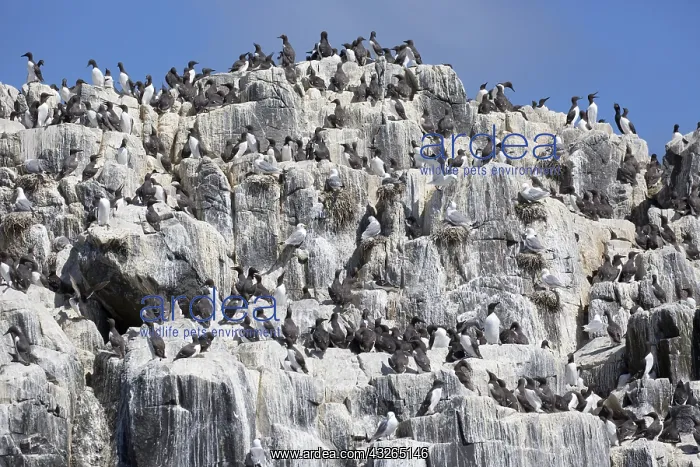 : Guillemot colonies (Uria aalge) nesting on rock : Guillemot colonies (Uria aalge) nesting on rock