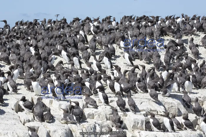 : Guillemot colonies (Uria aalge) nesting on rock : Guillemot colonies (Uria aalge) nesting on rock