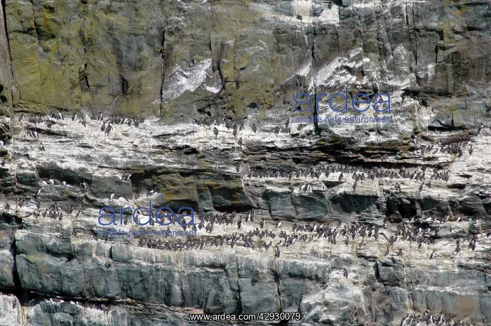: Guillemot colony : Guillemot colony