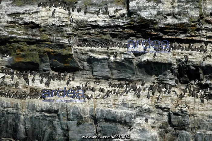 : Guillemot colony : Guillemot colony