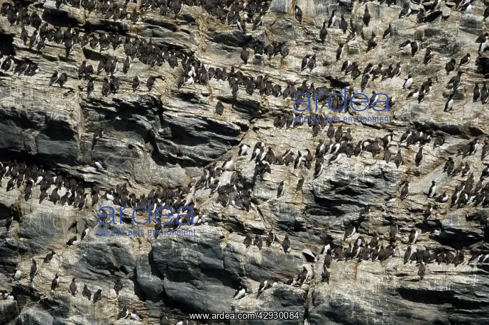 : Guillemot colony : Guillemot colony