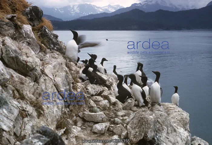 : GUILLEMOT COLONY : GUILLEMOT COLONY
