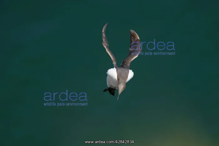 : Guillemot - coming in to land on breeding cliffs : Guillemot - coming in to land on breeding cliffs