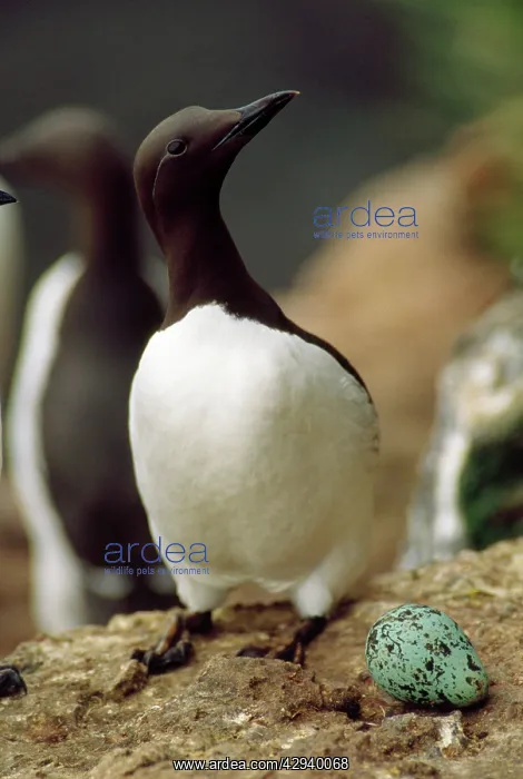 : Guillemot / Common Murre - with egg : Guillemot / Common Murre - with egg