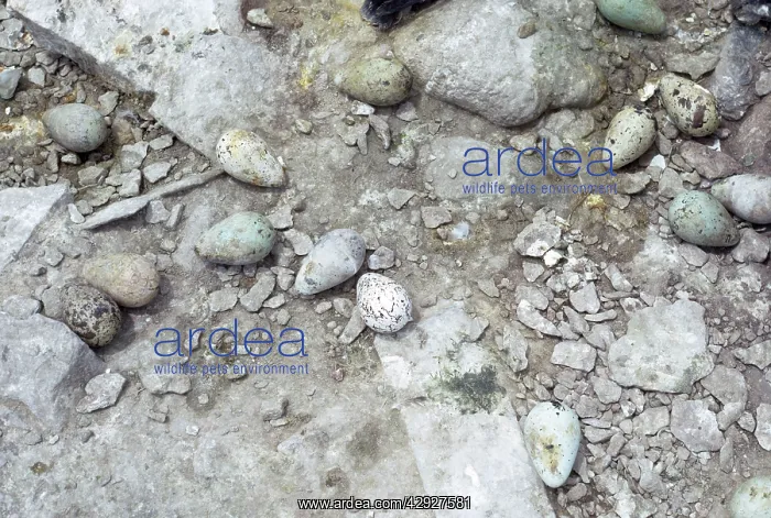 : Guillemot / Common Murre - eggs : Guillemot / Common Murre - eggs