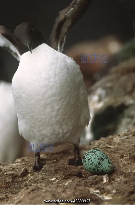 : GUILLEMOT - and egg, with wings open : GUILLEMOT - and egg, with wings open