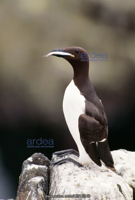 : GUILLEMOT - With fish : GUILLEMOT - With fish