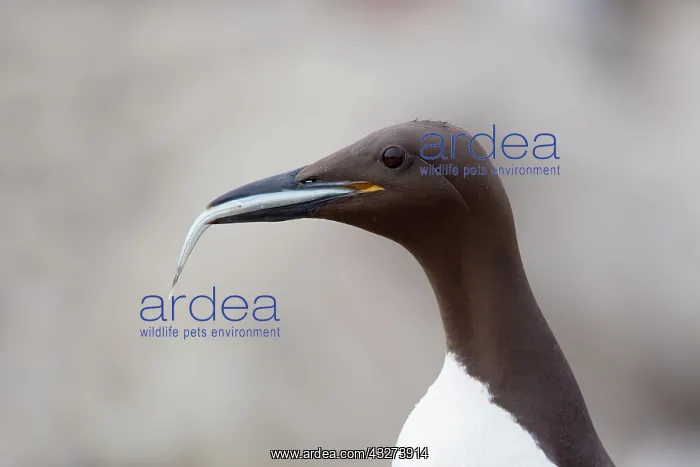 : Guillemot - with fish : Guillemot - with fish