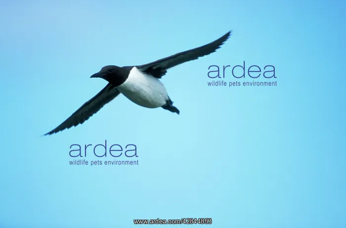 : GUILLEMOT - IN FLIGHT : GUILLEMOT - IN FLIGHT