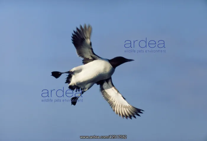 : Guillemot - In flight : Guillemot - In flight