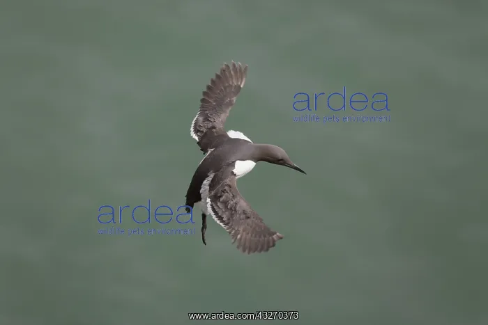 : Guillemot - in flight : Guillemot - in flight