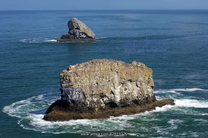  : Guillemot - mass on Stacks