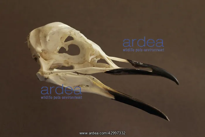  : Guillemot  /  Murre - skull