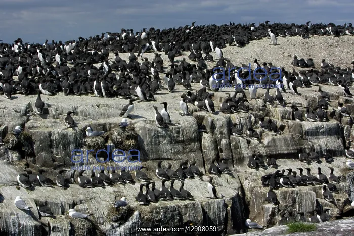 : Guillemot - nesting colony : Guillemot - nesting colony