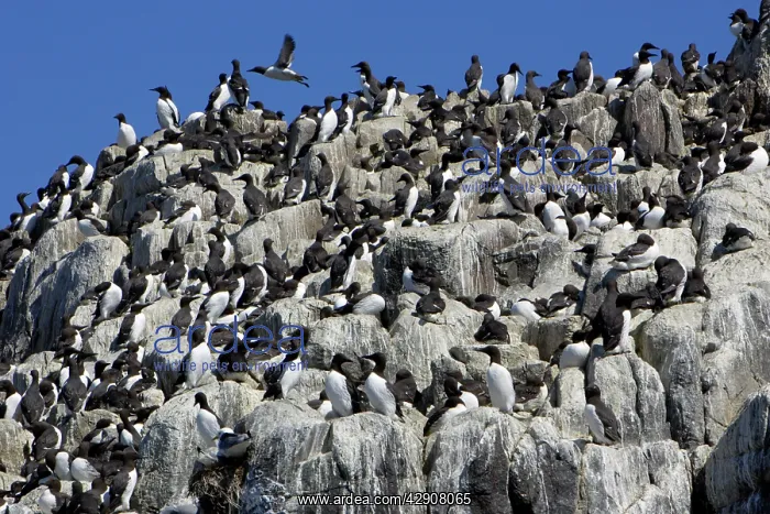 : Guillemot - nesting colony : Guillemot - nesting colony