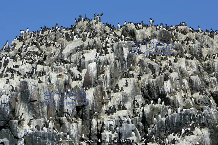 : Guillemot - nesting colony : Guillemot - nesting colony