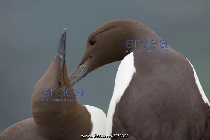 : Guillemot - pair preening : Guillemot - pair preening