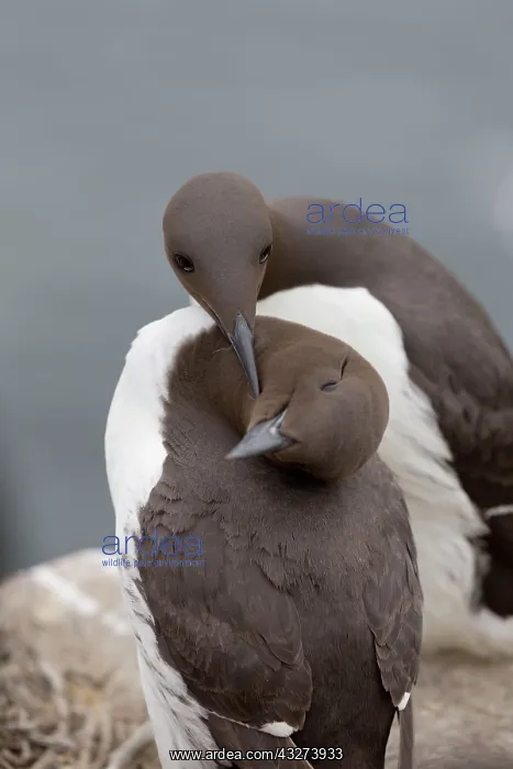 : Guillemot - pair preening : Guillemot - pair preening