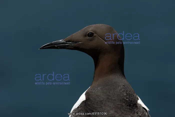  : Guillemot - Profile - UK