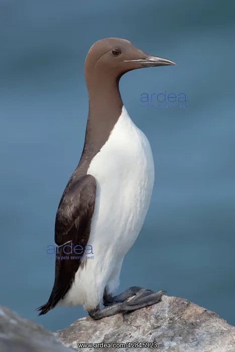 : Guillemot - on a rock : Guillemot - on a rock