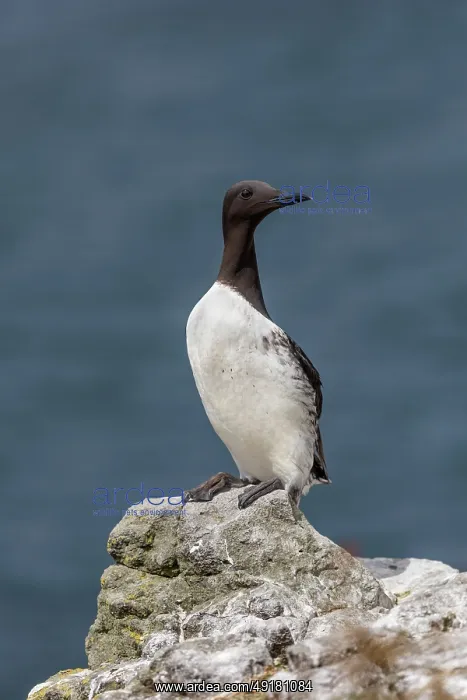  : Guillemot - on Rock - UK