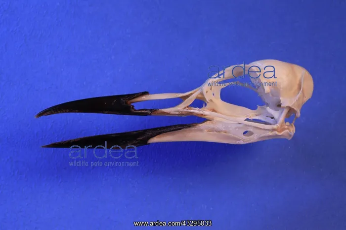 : Guillemot Skull : Guillemot Skull