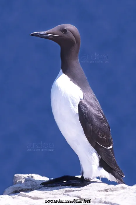 : GUILLEMOT - standing, portrait : GUILLEMOT - standing, portrait