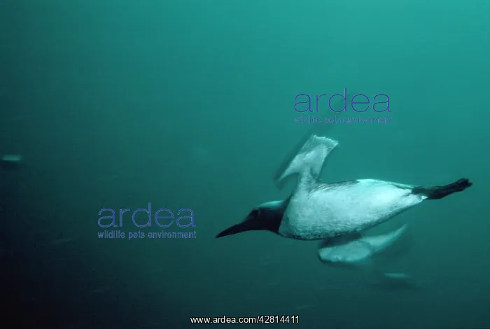 : Guillemot - underwater : Guillemot - underwater