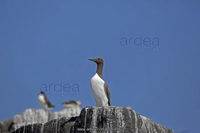 : Guillemot Uria aalge colonies on rock outcrops Staple : Guillemot Uria aalge colonies on rock outcrops Staple
