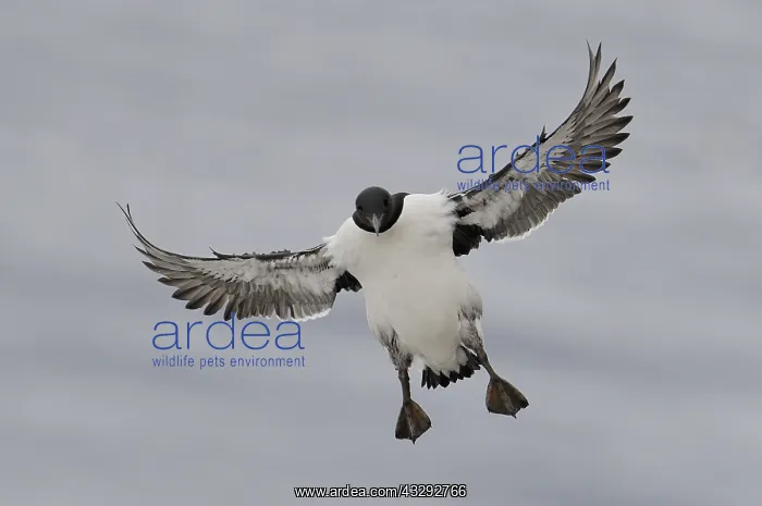 : Guillemot (Uria aalge) with legs down and wings : Guillemot (Uria aalge) with legs down and wings