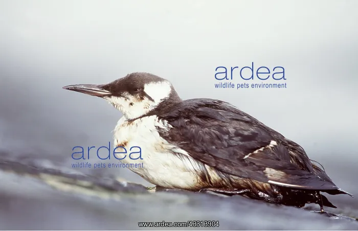 : GUILLEMOT - victim of fuel oil : GUILLEMOT - victim of fuel oil