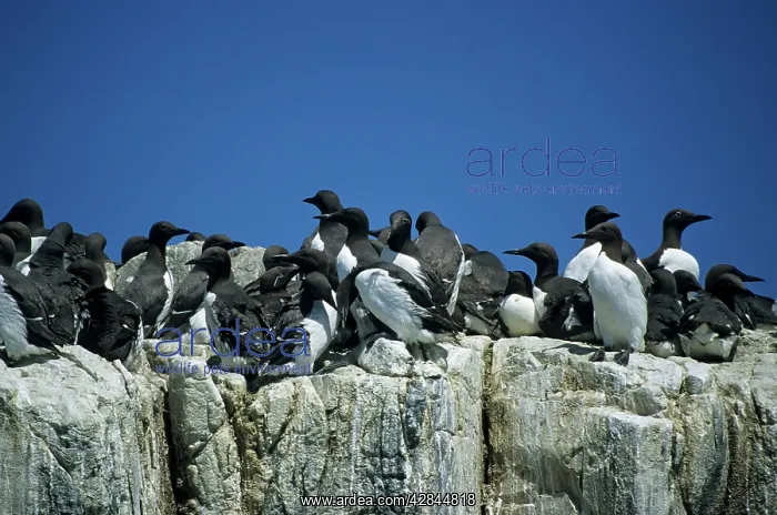 : Guillemots - On Cliff Edge : Guillemots - On Cliff Edge