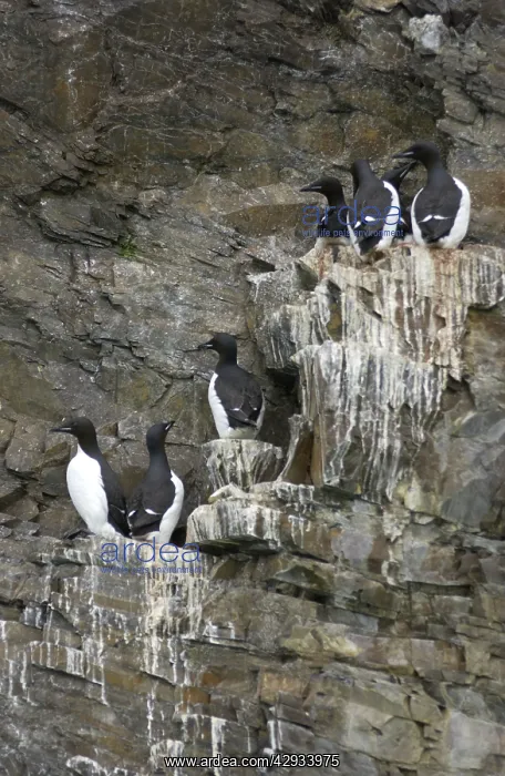 : Guillemots - On cliff edge