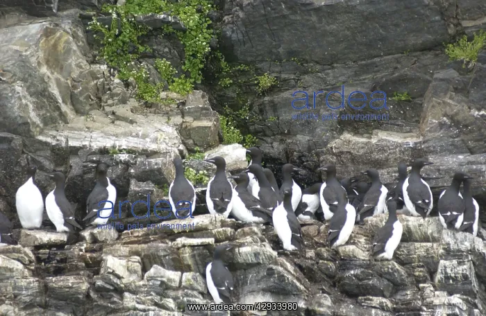: Guillemots - On cliff edge : Guillemots - On cliff edge