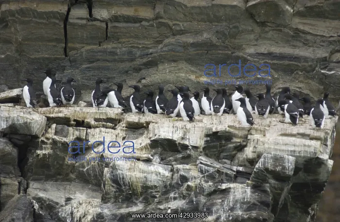  : Guillemots - On cliff edge