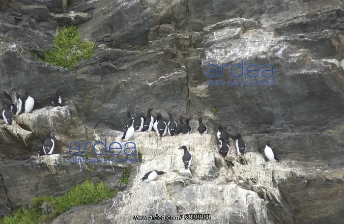 : Guillemots - On cliff edge : Guillemots - On cliff edge