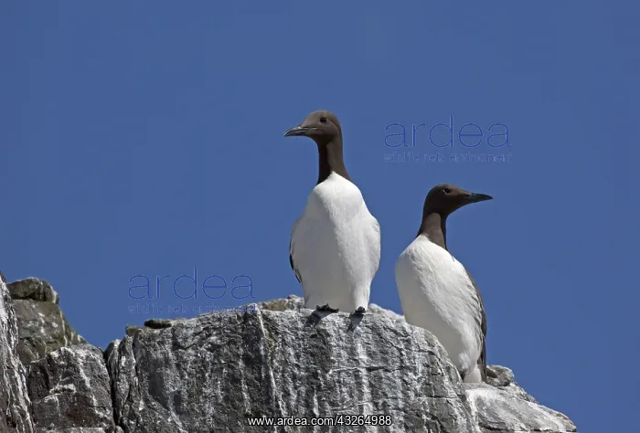 : Two Guillemots Uria aalge colonies nesting on rock : Two Guillemots Uria aalge colonies nesting on rock