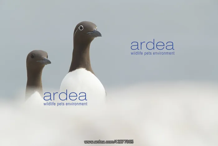 : Two Guillemots (Uria aalge) stare adamantly into : Two Guillemots (Uria aalge) stare adamantly into