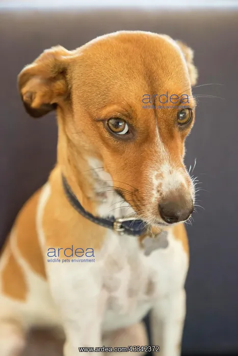 : Guilty face of a mixed breed puppy dog : Guilty face of a mixed breed puppy dog