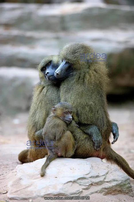 : Guinea Baboon (Papio papio), females and an infant : Guinea Baboon (Papio papio), females and an infant